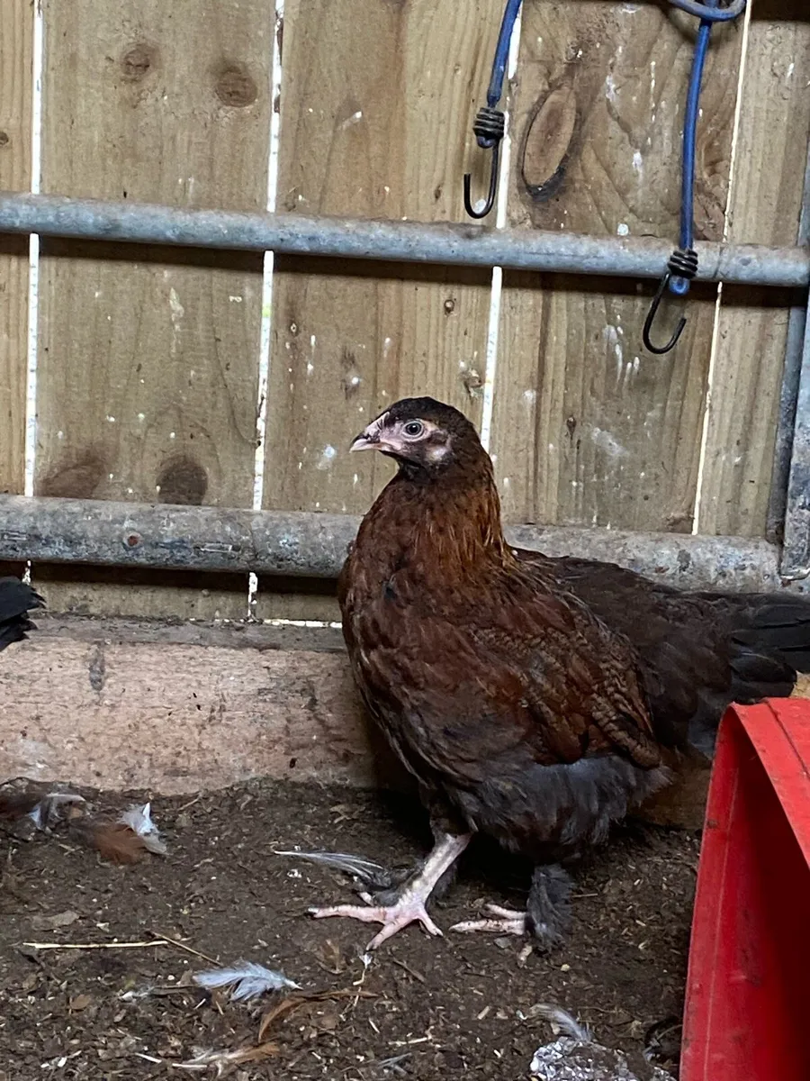 Hens and chickens - Image 4