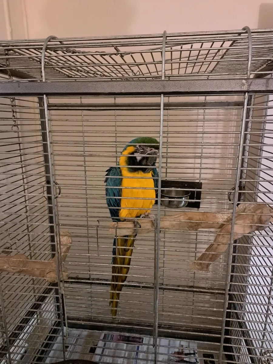 Macaw  parrot - Image 1