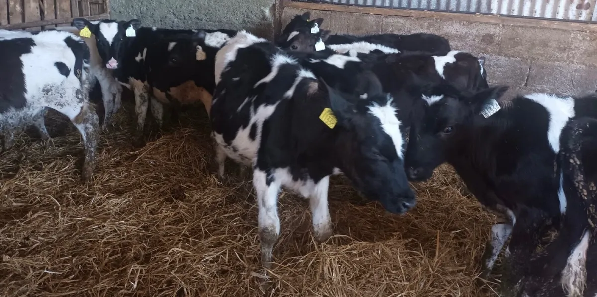 Friesian Heifer Calves - Image 1
