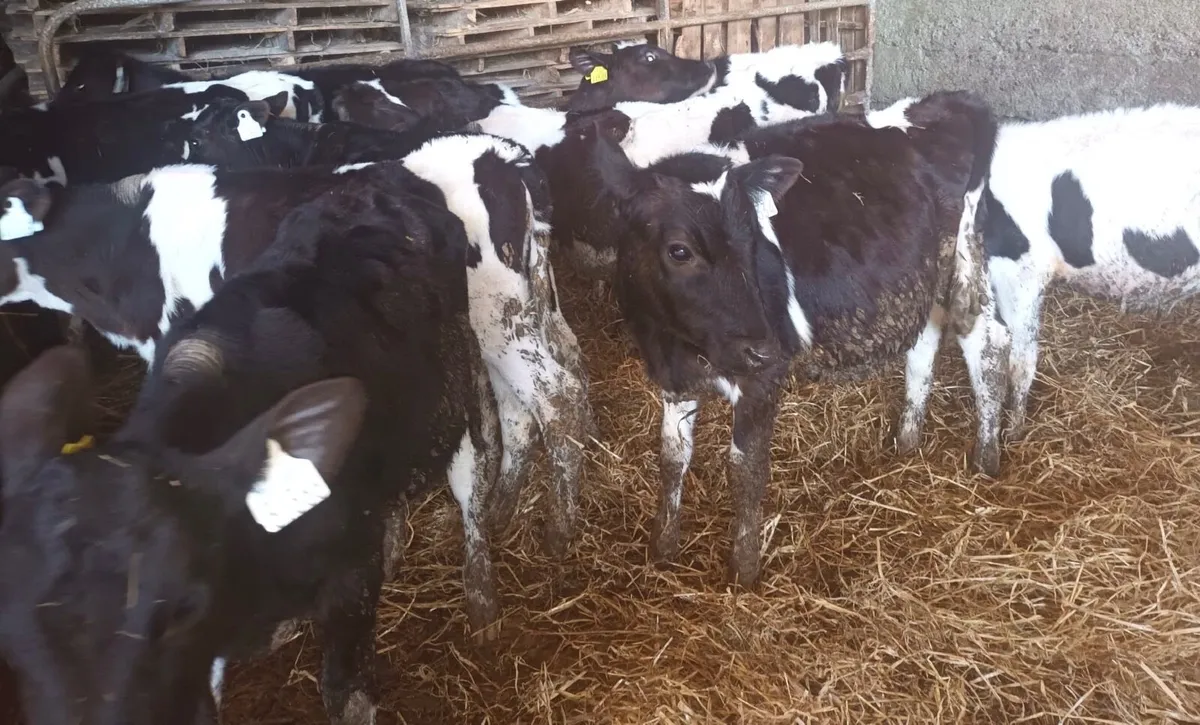 Friesian Heifer Calves - Image 2