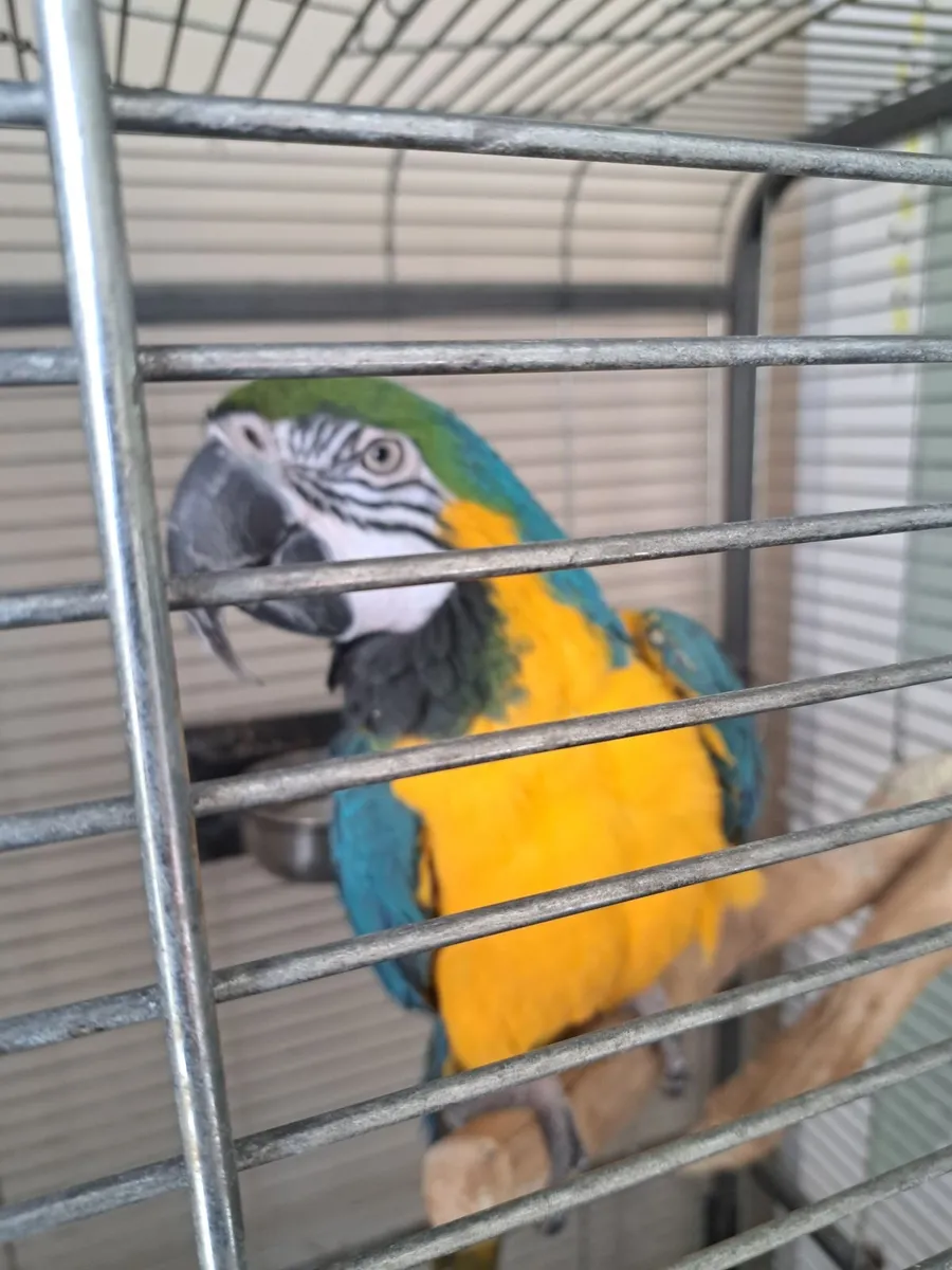 Macaw  parrot - Image 2