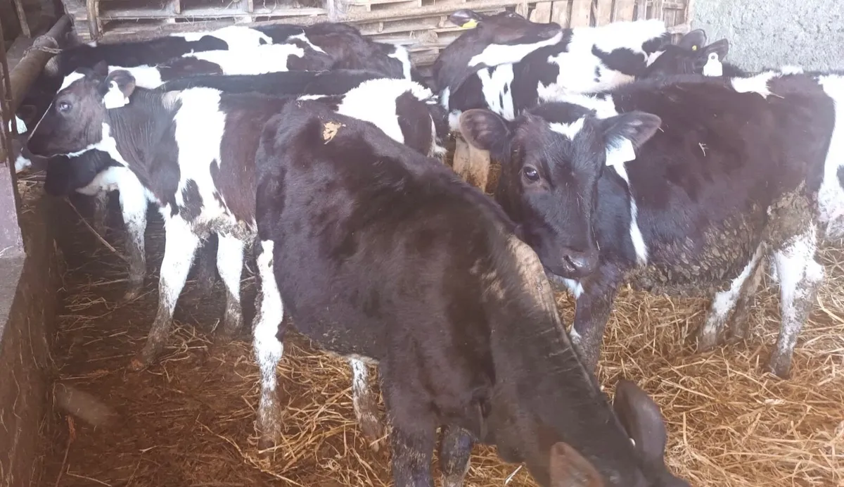 Friesian Heifer Calves - Image 3