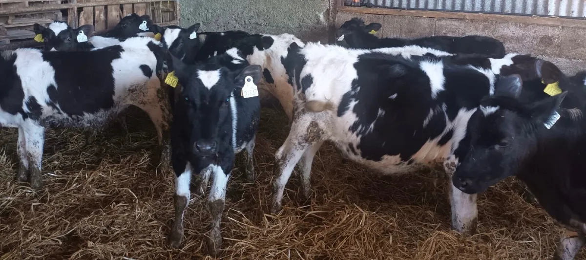 Friesian Heifer Calves - Image 4