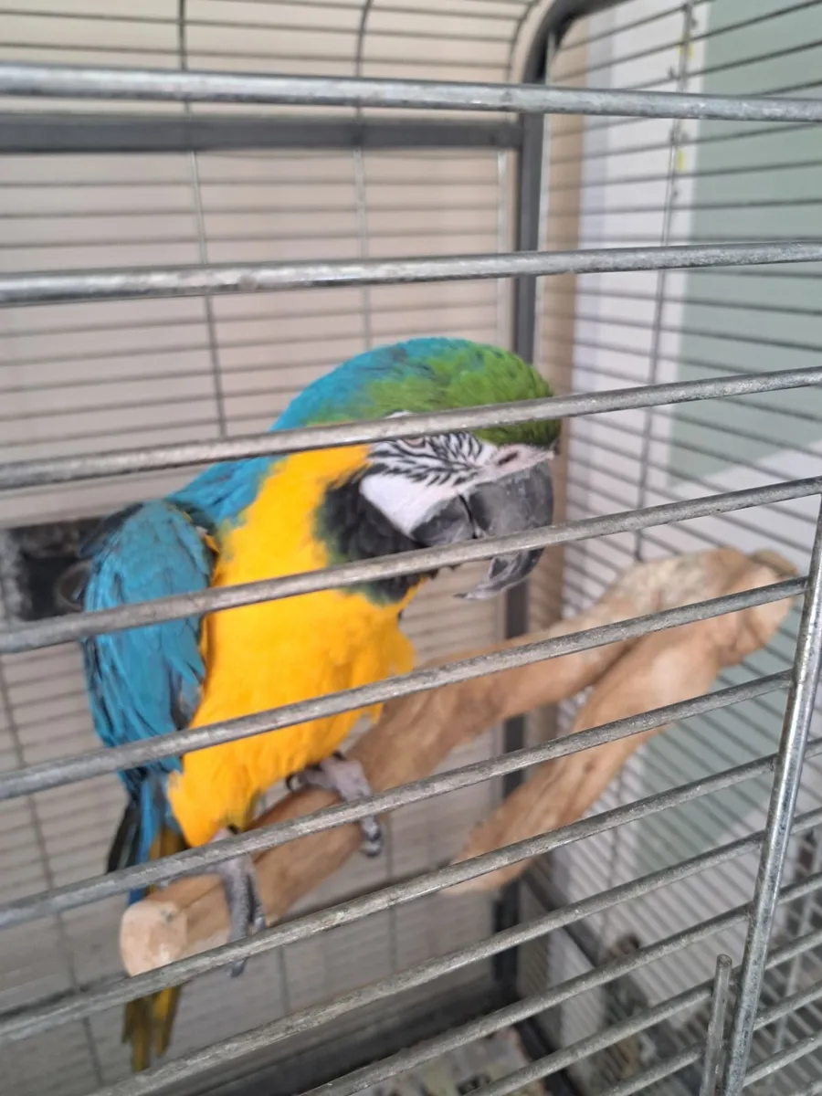 Macaw  parrot - Image 4