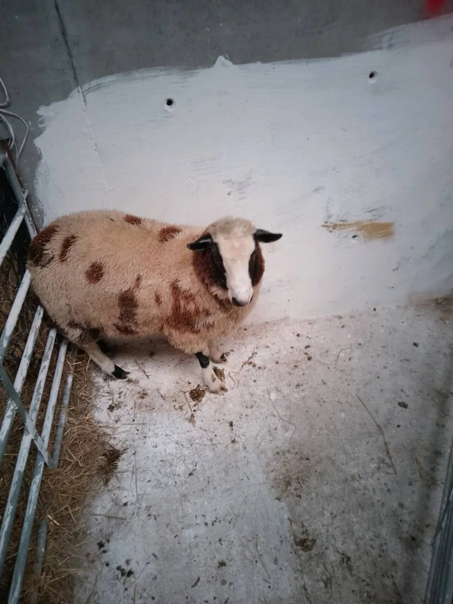 Hybrid ram Lamb - Image 1