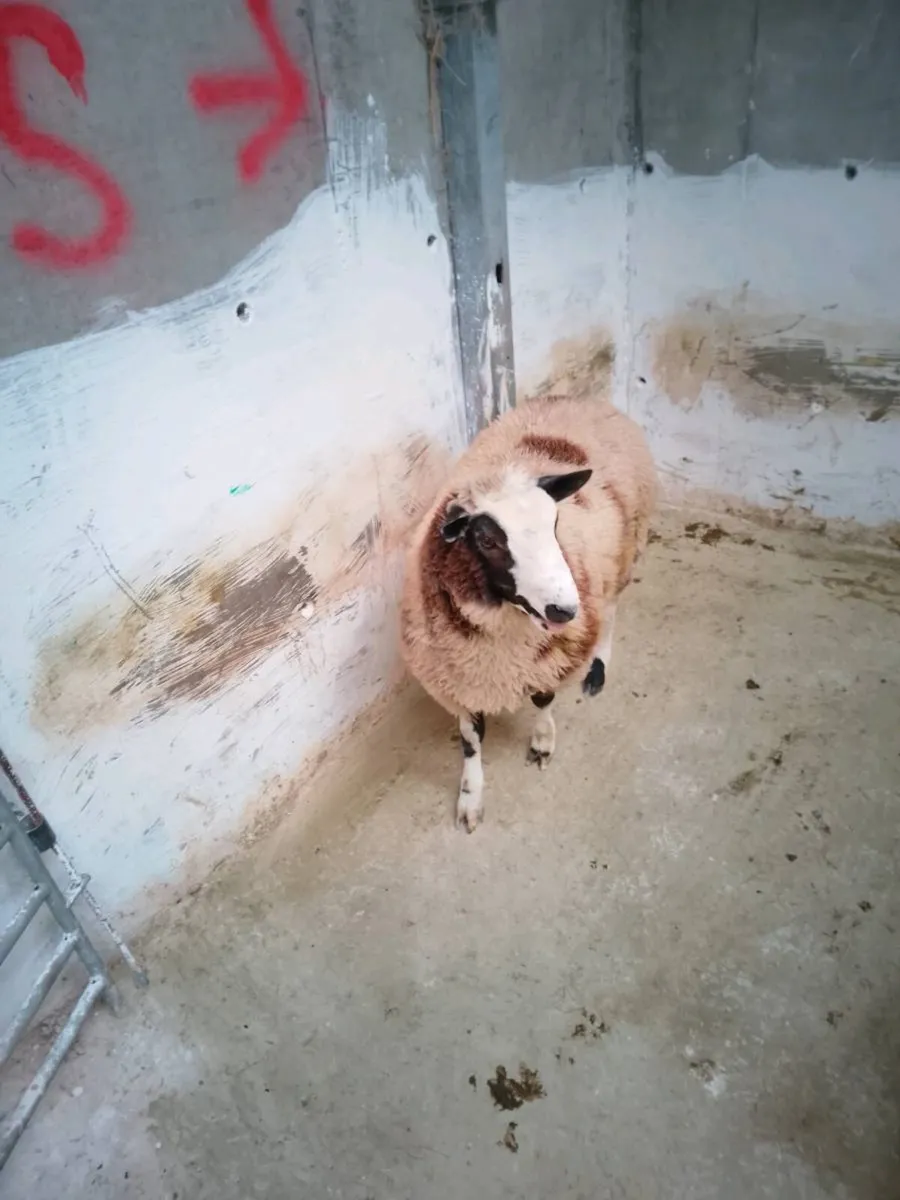 Hybrid ram Lamb - Image 2