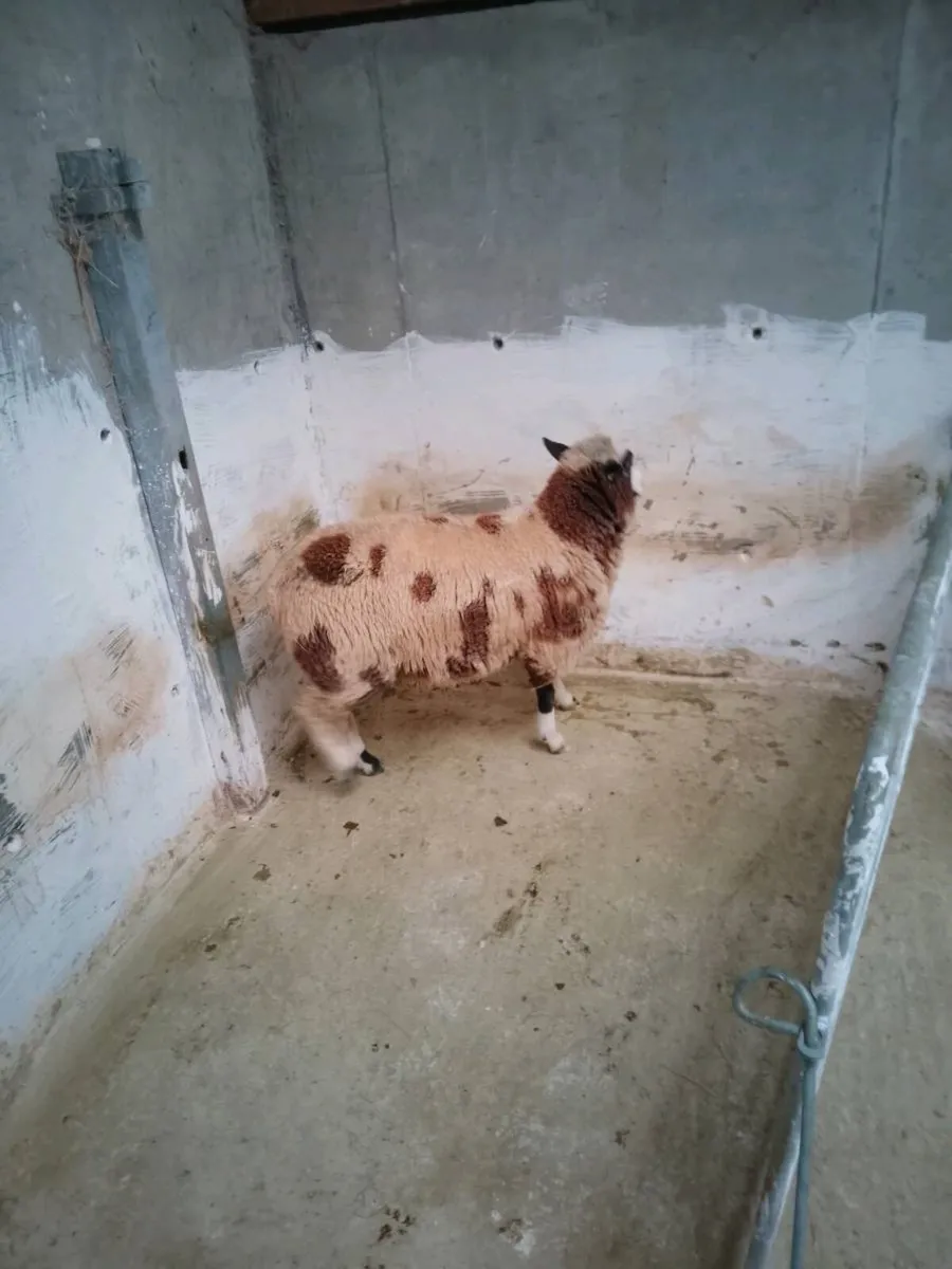 Hybrid ram Lamb - Image 3