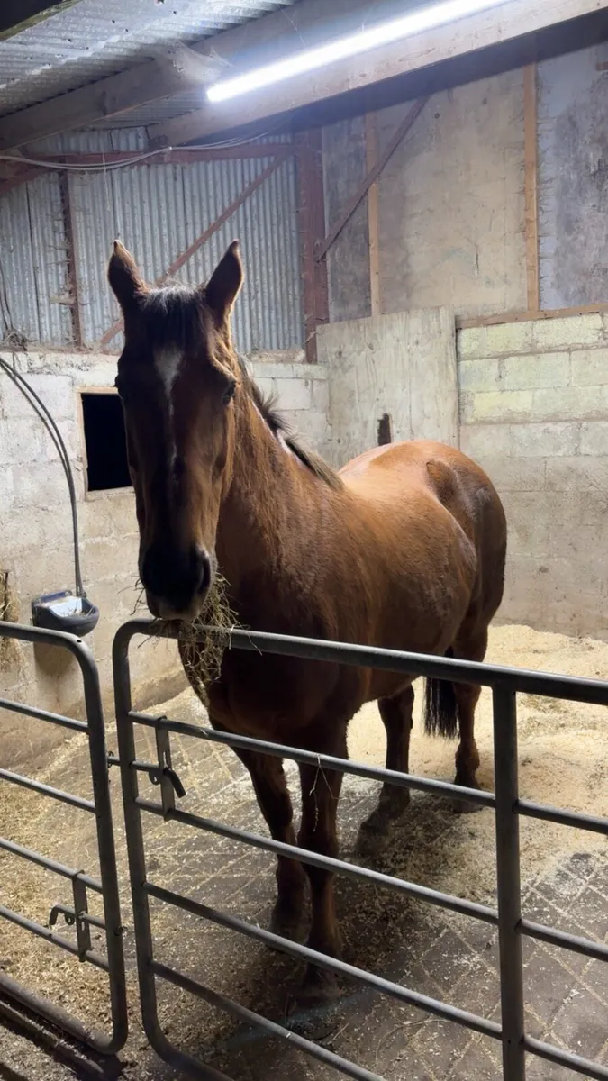 16.2HH Mare - Image 1