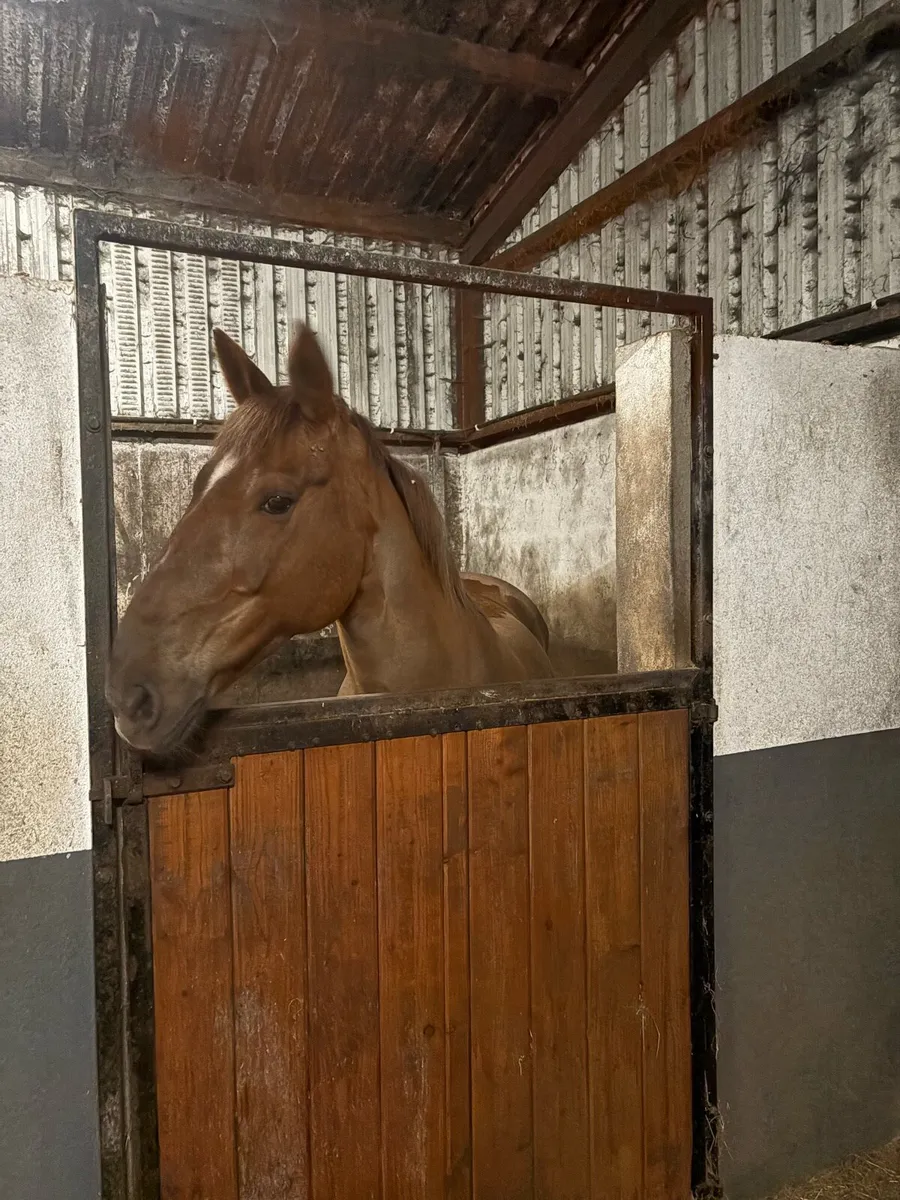 16.2HH Mare - Image 3