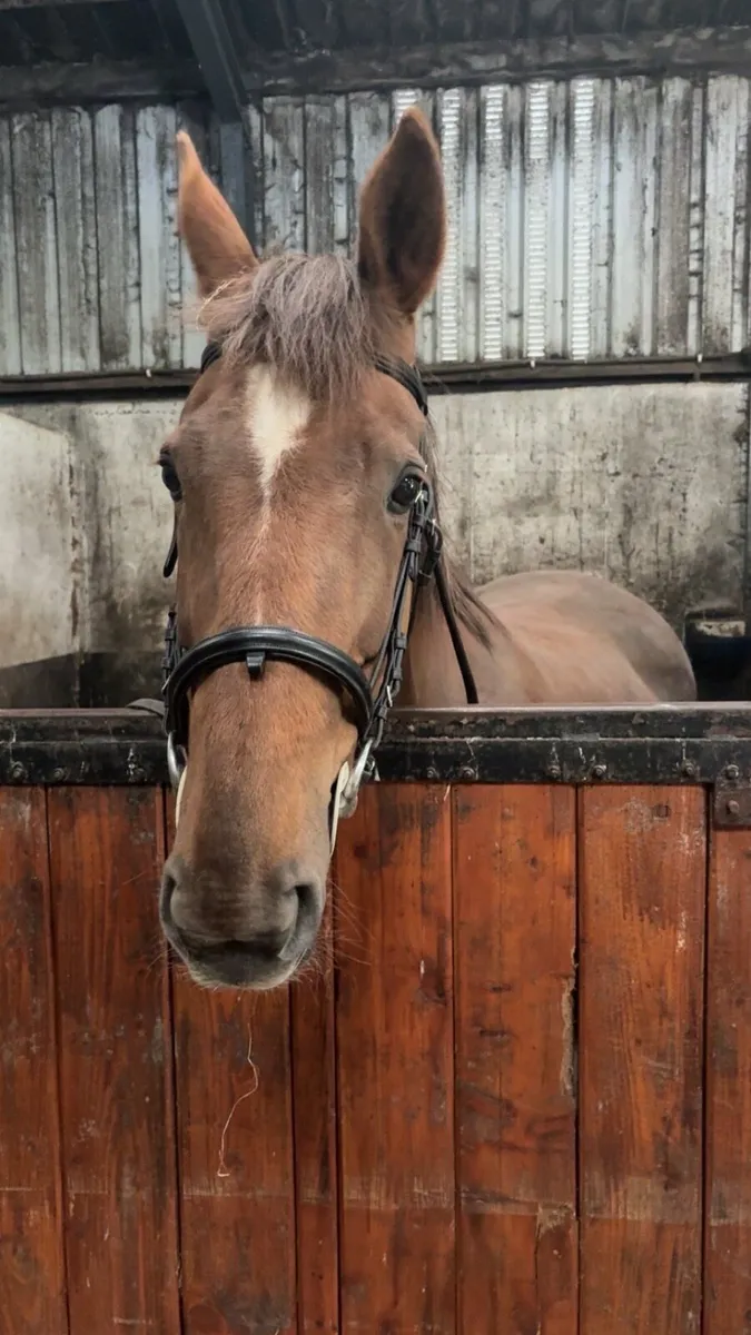 16.2HH Mare - Image 2