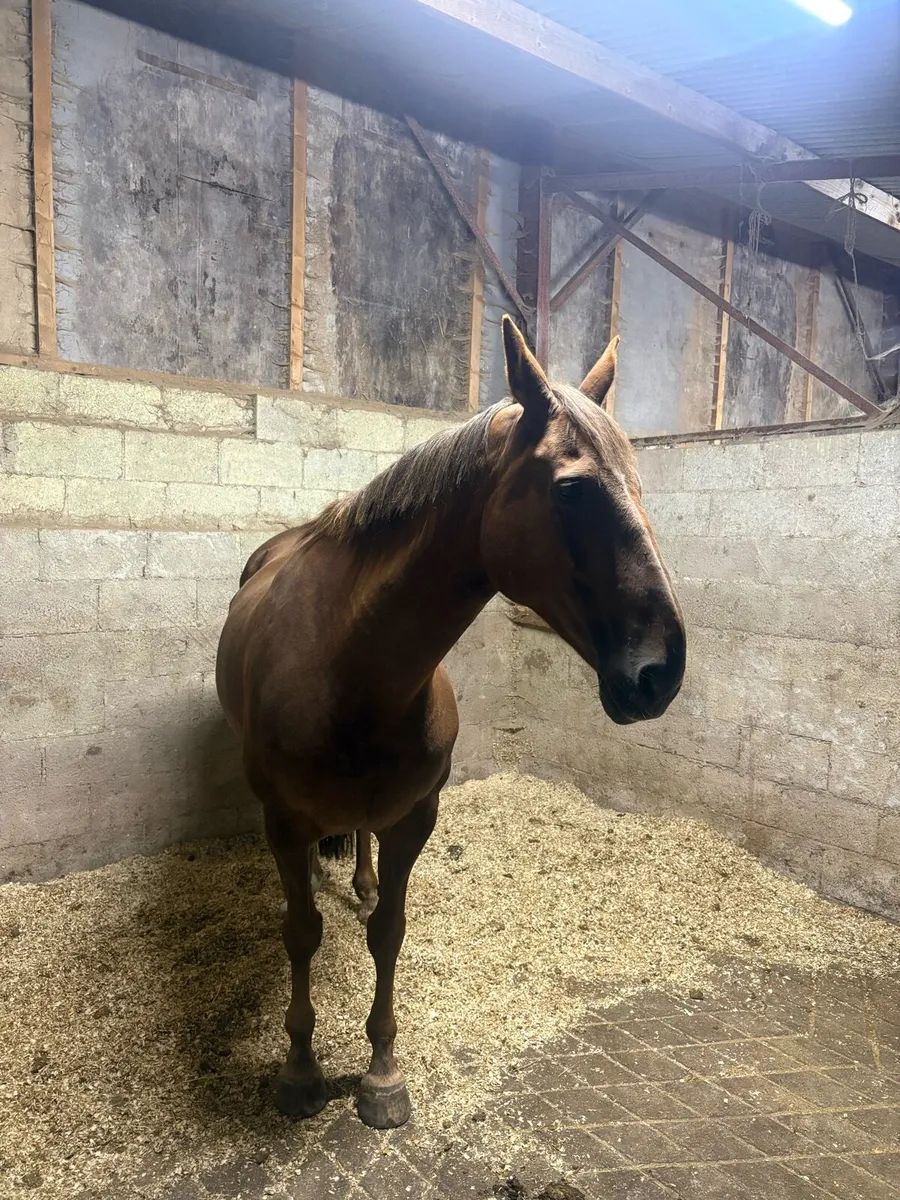16.2HH Mare - Image 4
