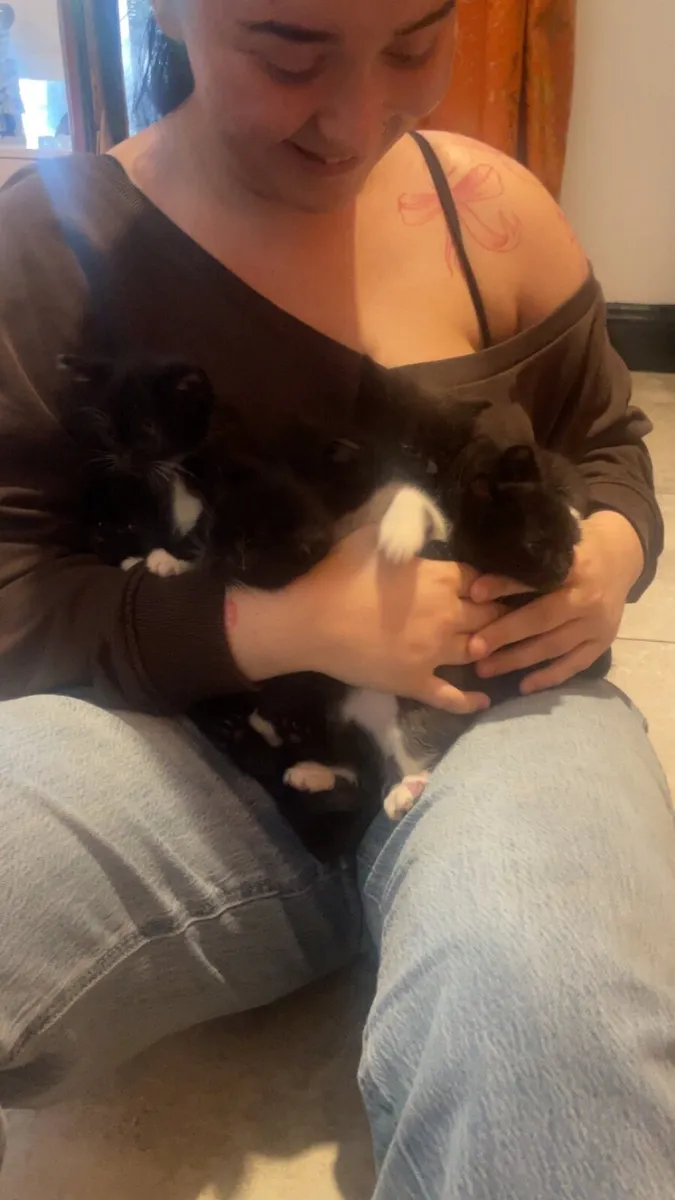 Kittens - Image 1