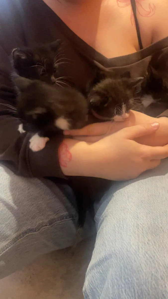 Kittens - Image 2