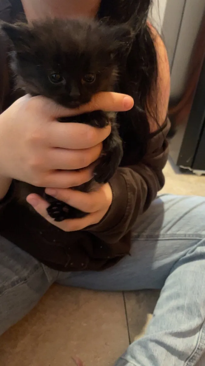 Kittens - Image 4