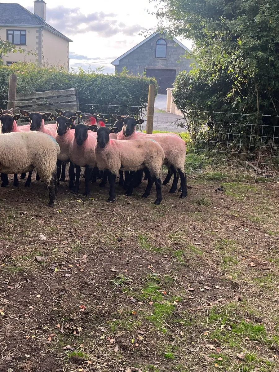 14 super Suffolk hoggetts - Image 1