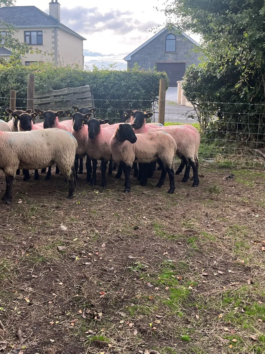 14 super Suffolk hoggetts - Image 2