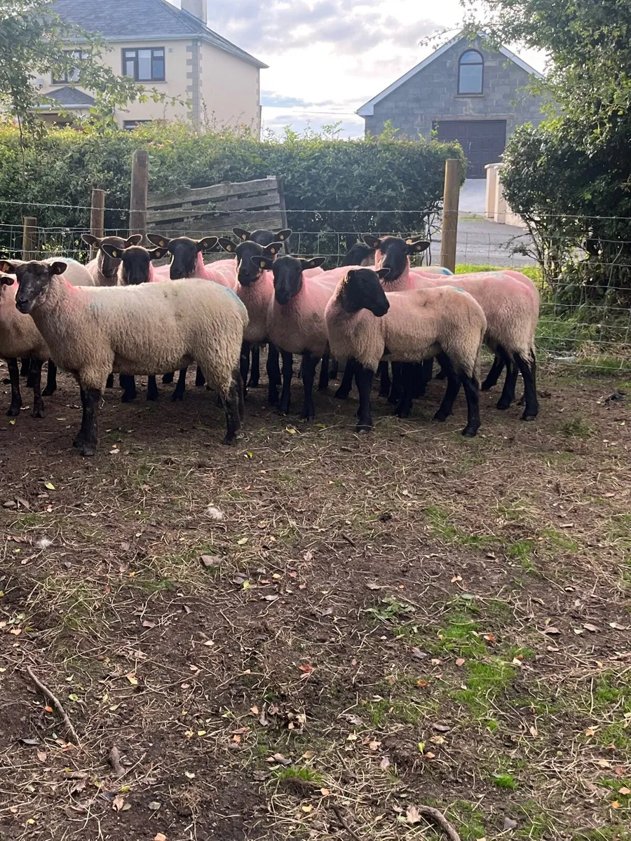14 super Suffolk hoggetts - Image 3