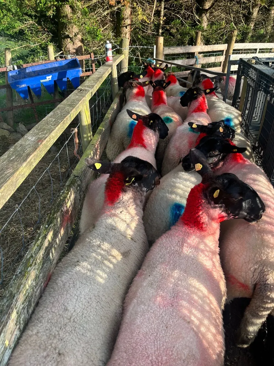 14 super Suffolk hoggetts - Image 4