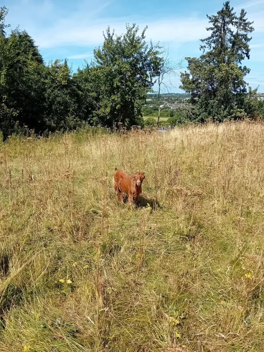 Female Boer Goats - Image 1