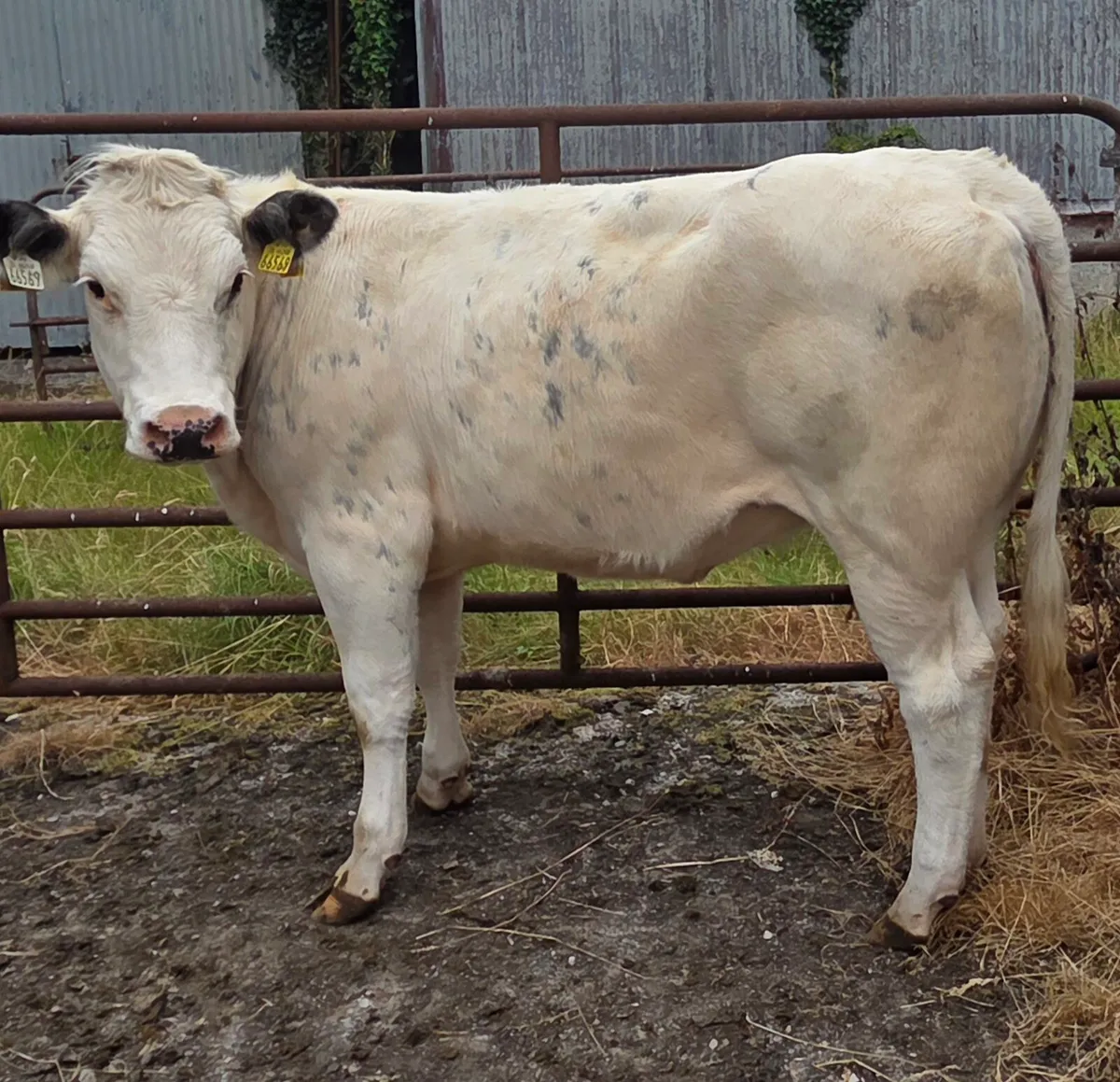 Belgium blue x maiden Heifer - Image 1