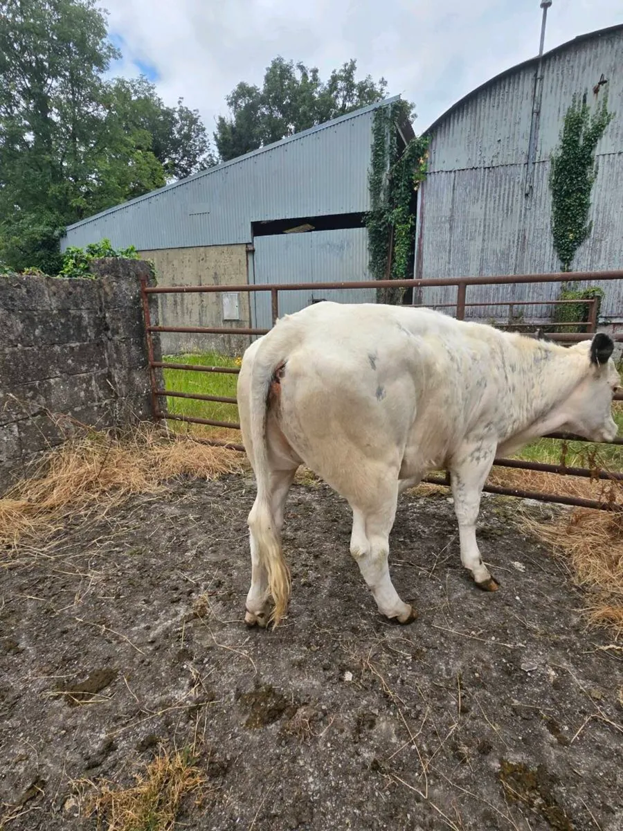 Belgium blue x maiden Heifer - Image 2