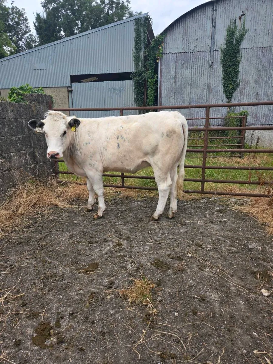 Belgium blue x maiden Heifer - Image 3