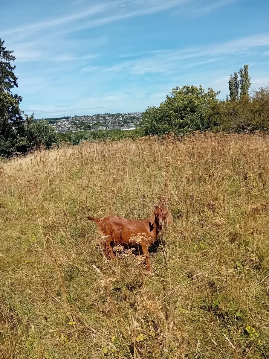 Female Boer Goats - Image 2