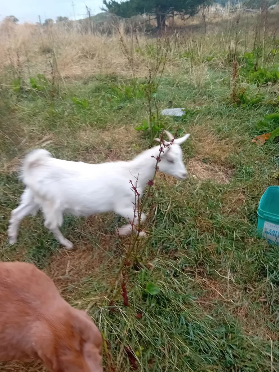 Female Boer Goats - Image 4