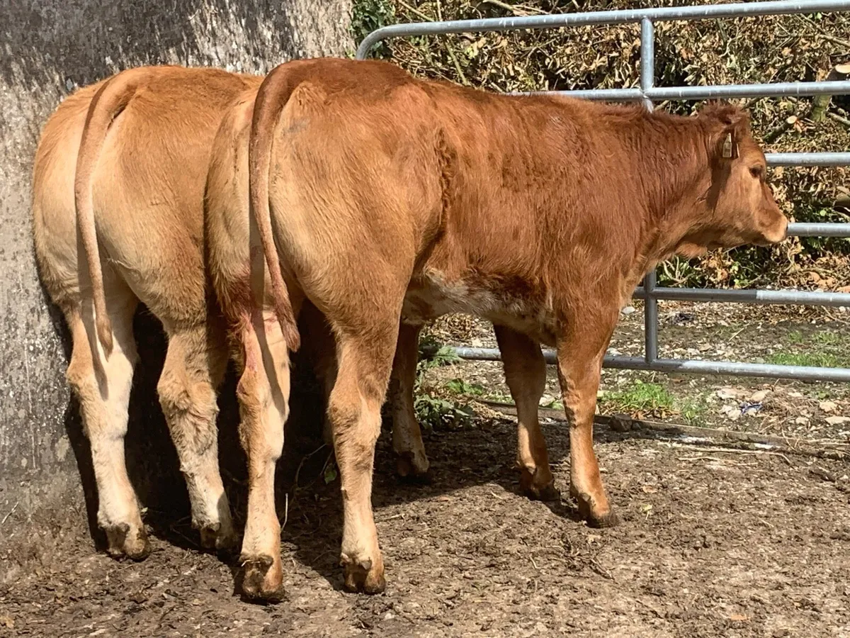 2 super cow makers - Image 2