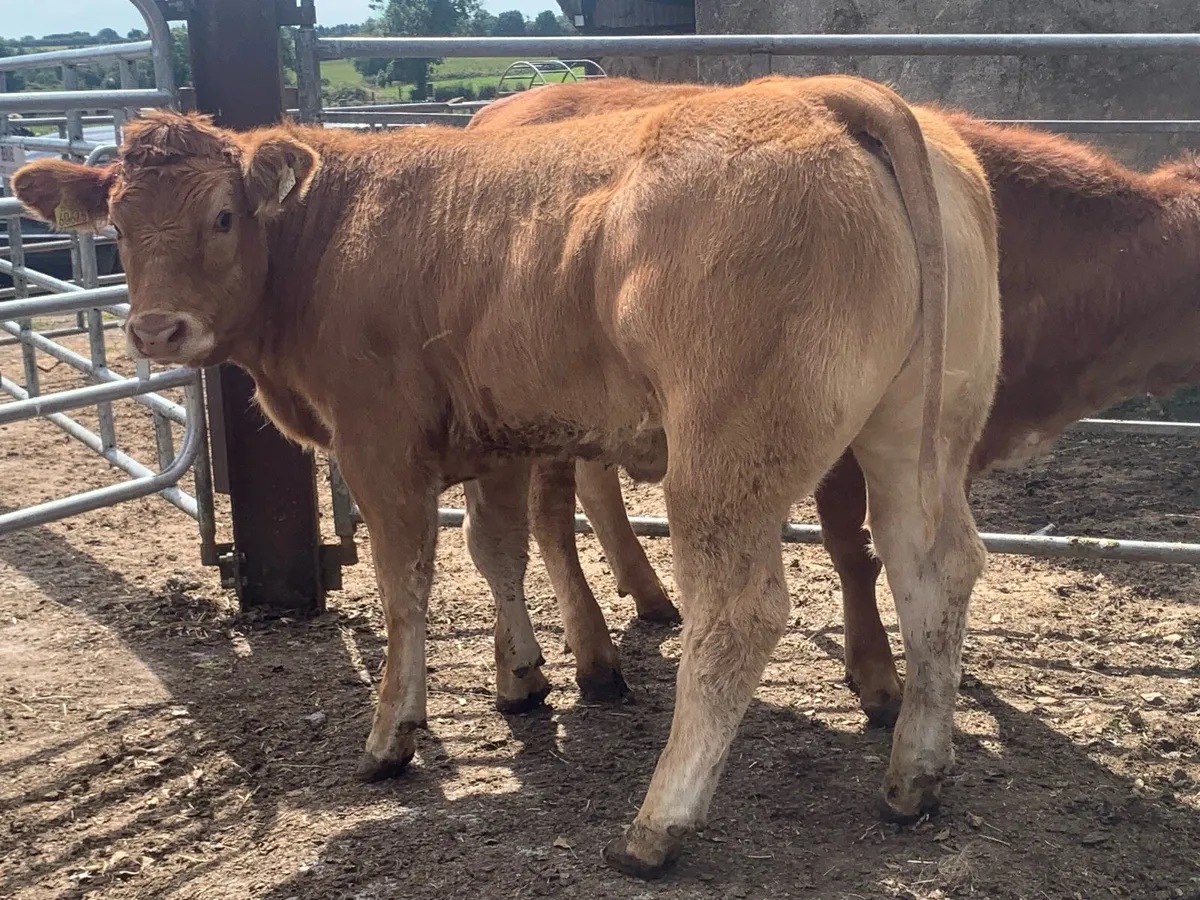 2 super cow makers - Image 3