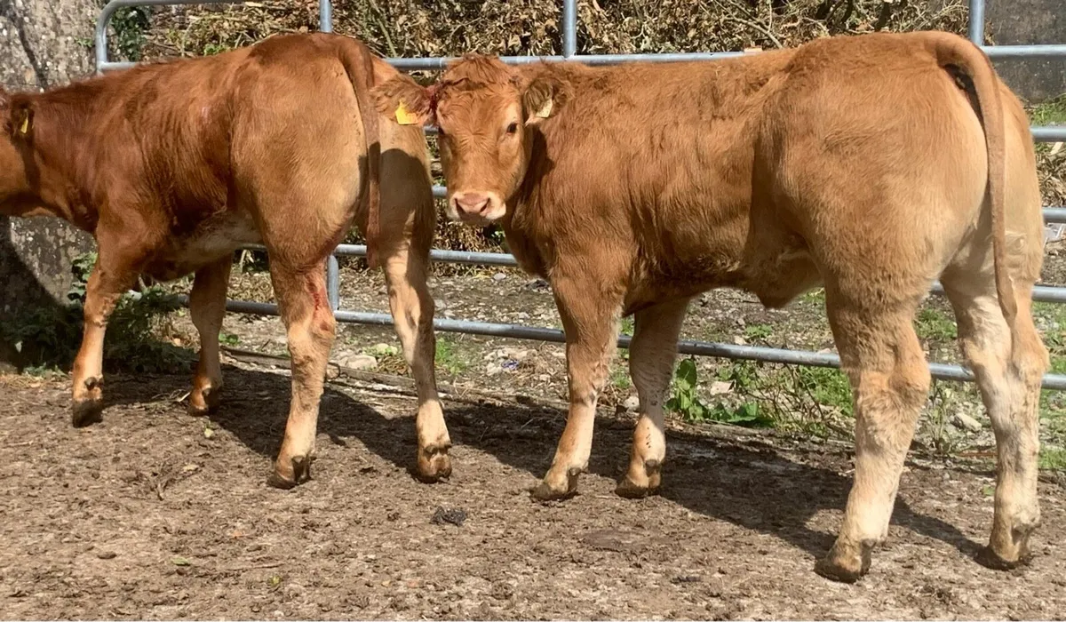 2 super cow makers - Image 4
