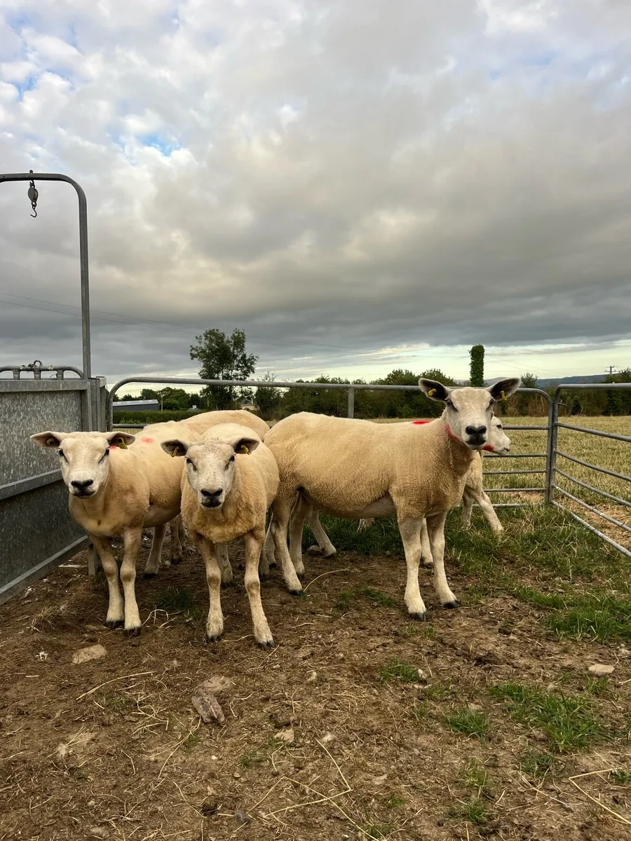 Breeding ewes - Image 3