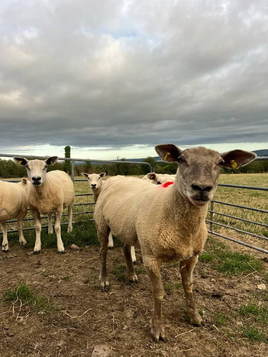 Breeding ewes - Image 1