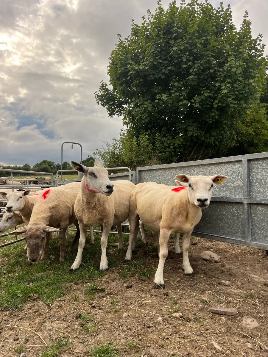 Breeding ewes - Image 2