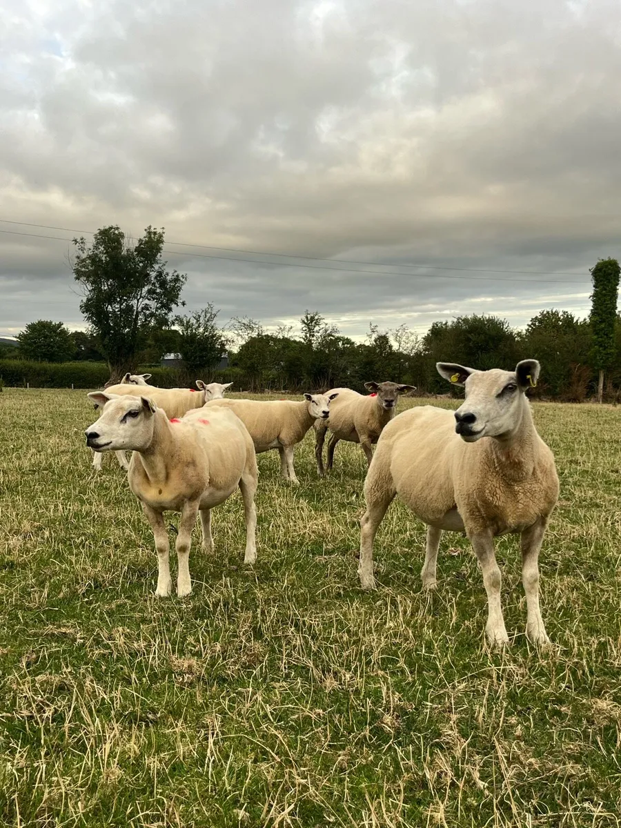 Breeding ewes - Image 4