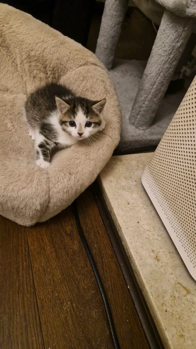 Kittens for Sale - Image 1