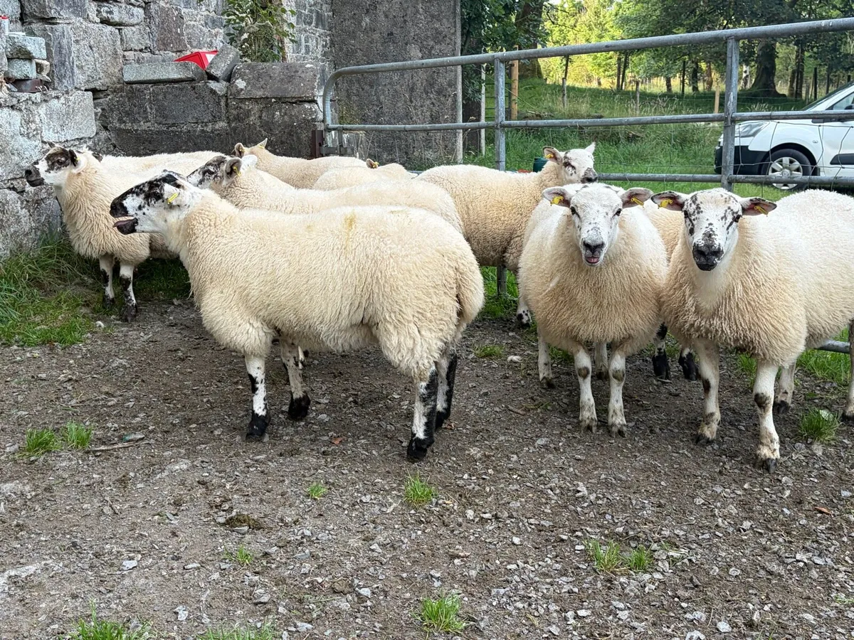 Texel cross ewe lambs - Image 1