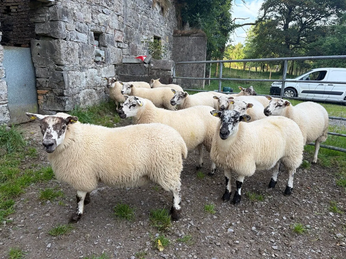 Texel cross ewe lambs - Image 2
