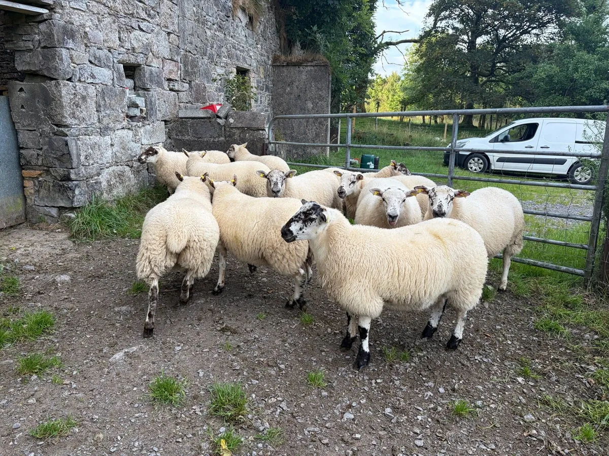 Texel cross ewe lambs - Image 4