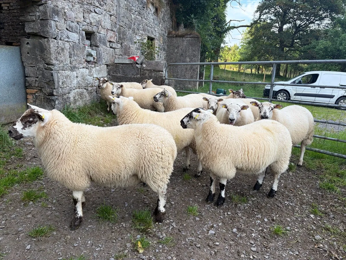 Texel cross ewe lambs - Image 3