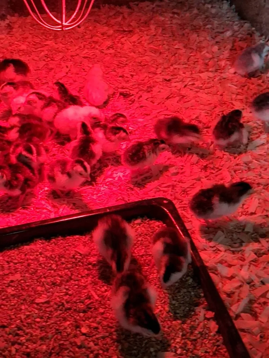 Day old guinea keets - Image 3