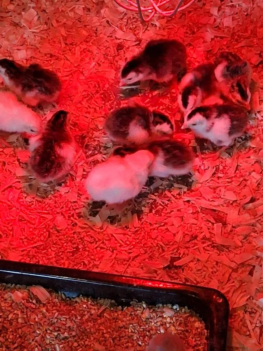 Day old guinea keets - Image 2