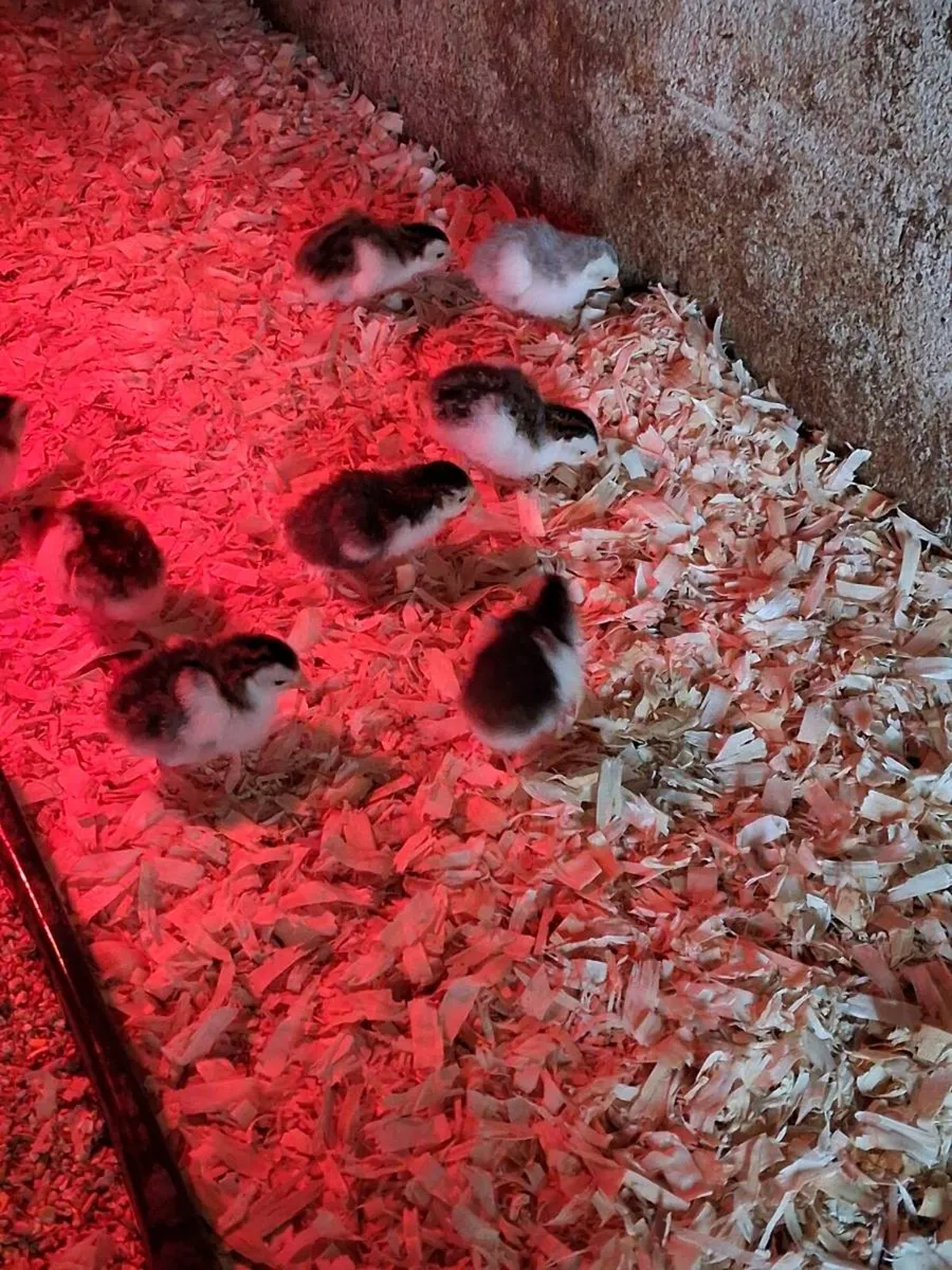 Day old guinea keets - Image 1