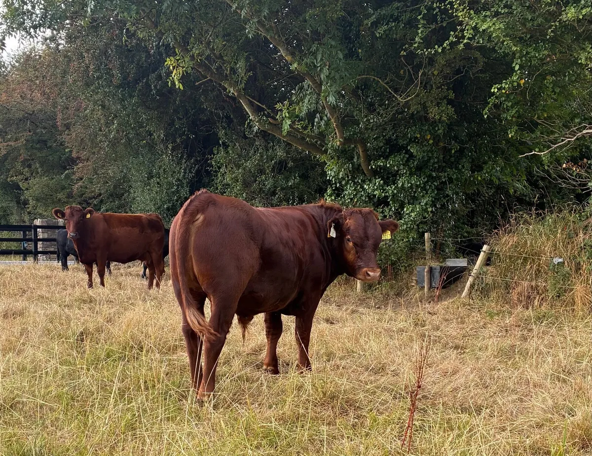 FOR SALE – REGISTERED PEDIGREE DEXTER BULLS - Image 2