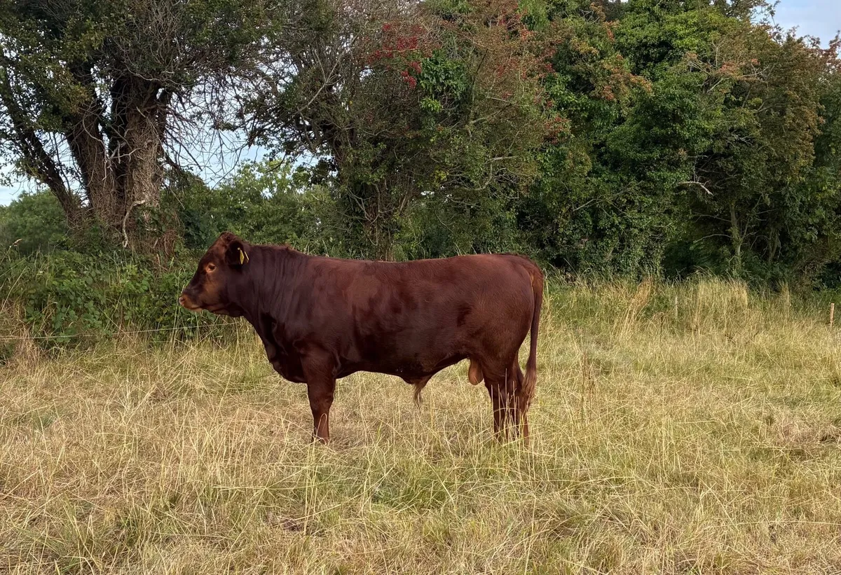FOR SALE – REGISTERED PEDIGREE DEXTER BULLS - Image 3