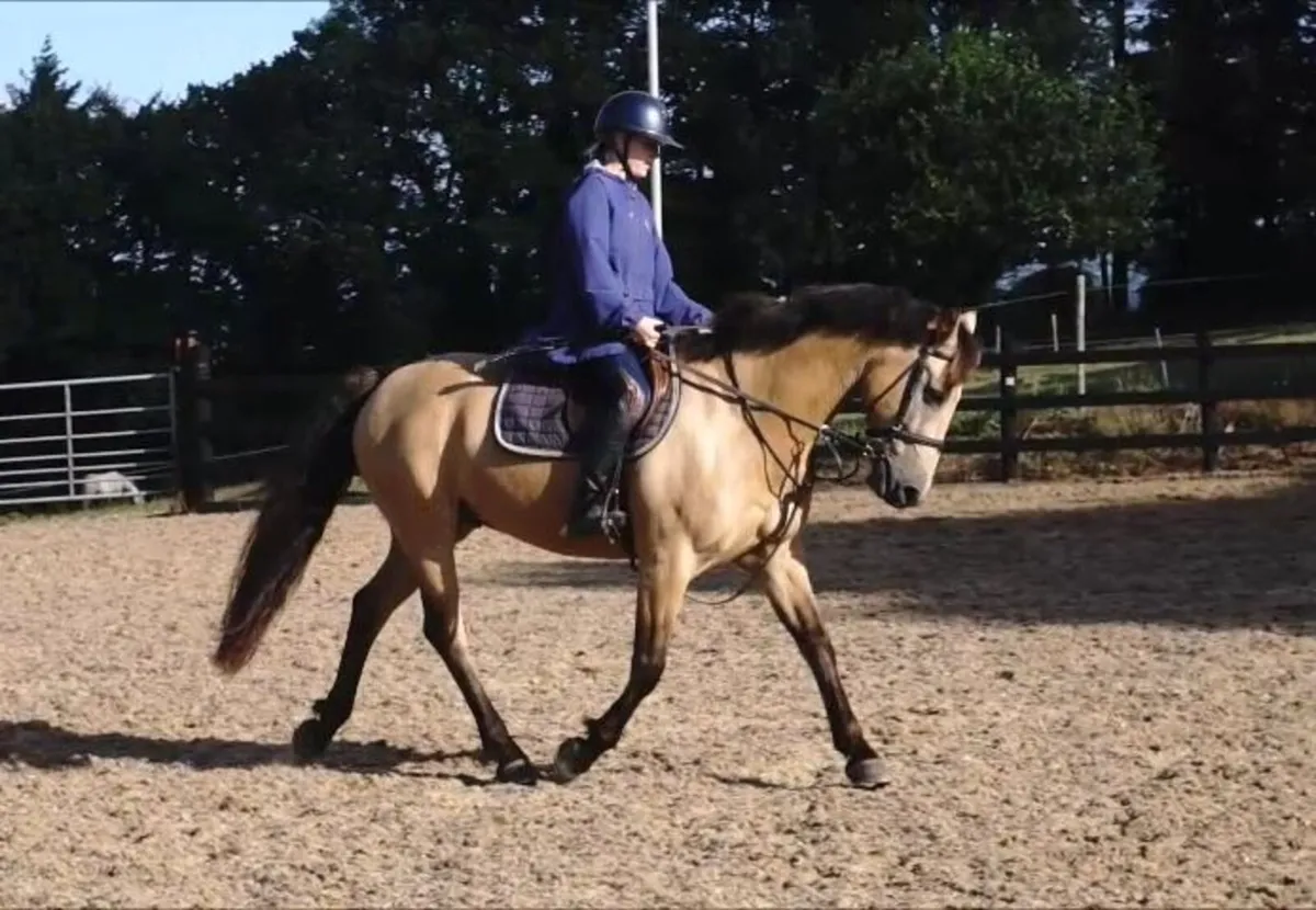 🌟 Super Pony Club Pony 🌟 - Image 3