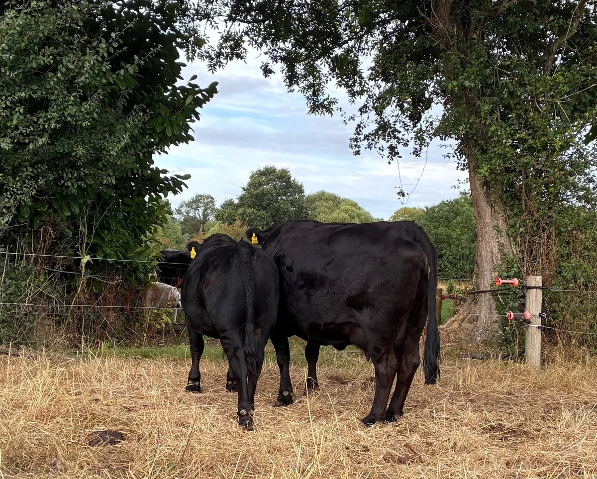 FOR SALE – REGISTERED PEDIGREE DEXTER BULLS - Image 4