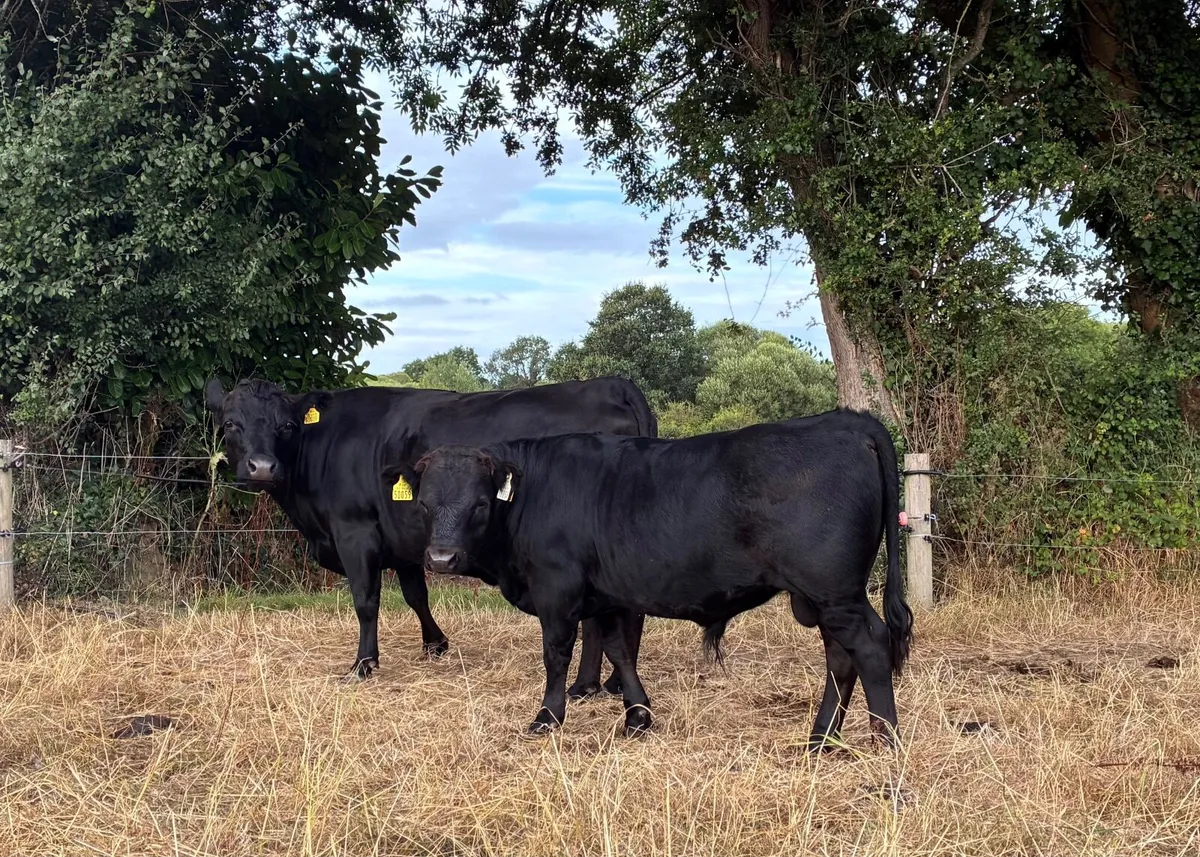 FOR SALE – REGISTERED PEDIGREE DEXTER BULLS - Image 1