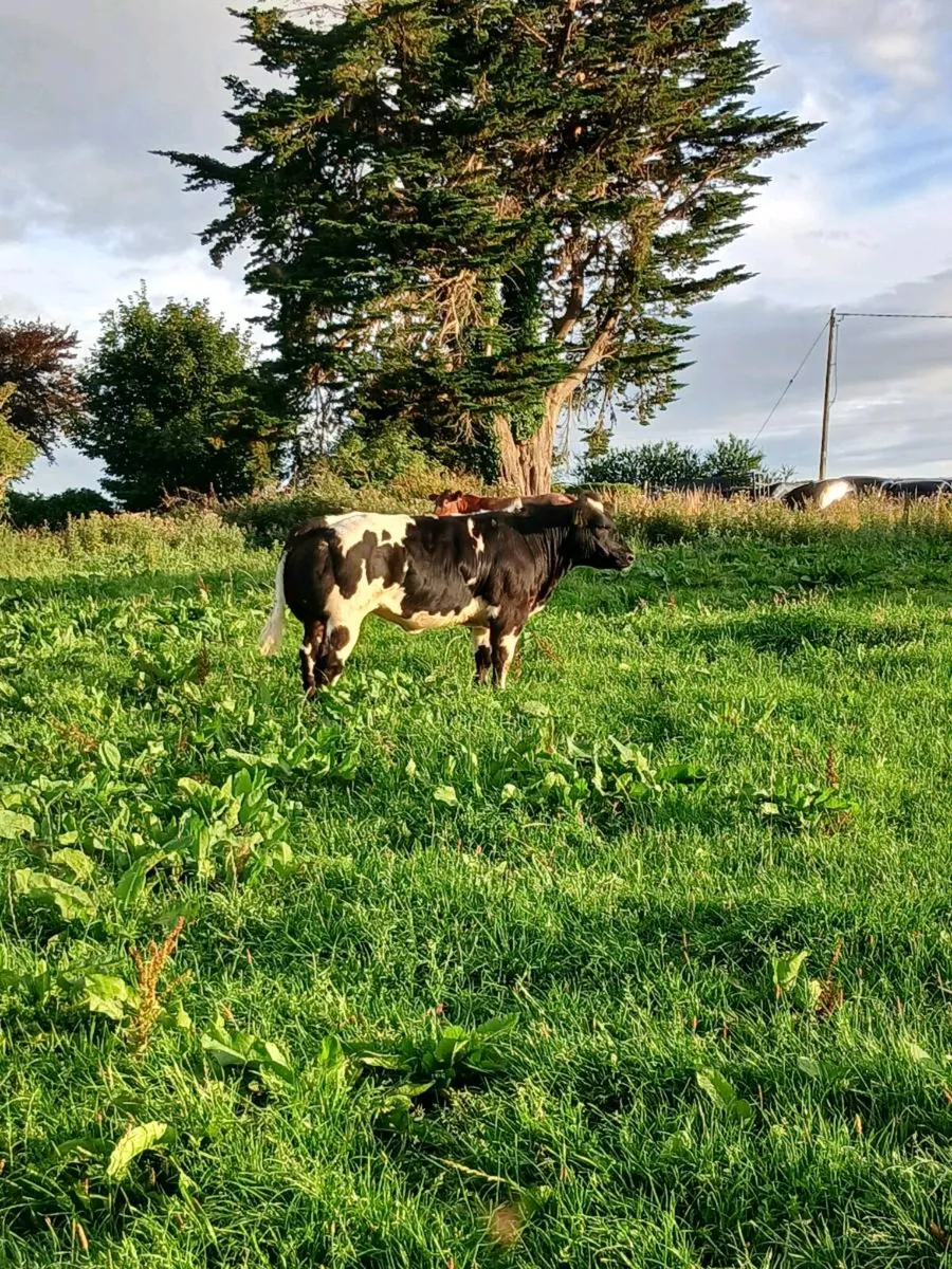 🔥🔥🔥SHOW QUALITY HEIFER🔥🔥🔥 - Image 2