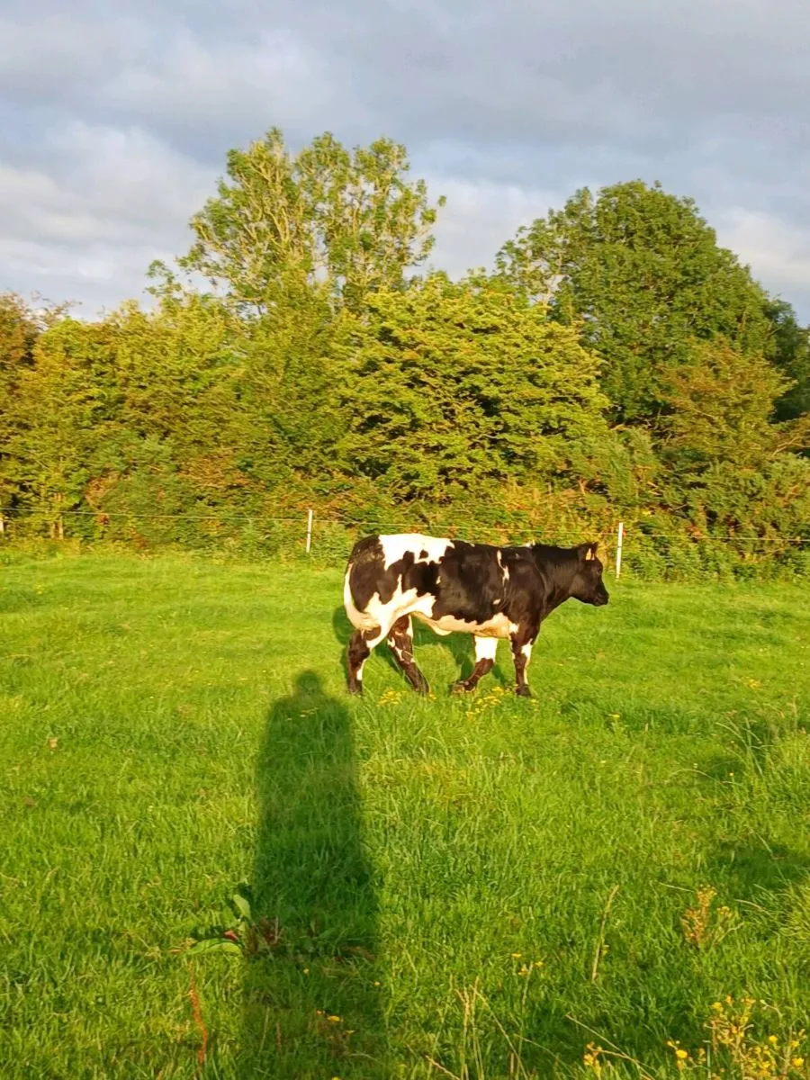 🔥🔥🔥SHOW QUALITY HEIFER🔥🔥🔥 - Image 3